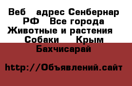 Веб – адрес Сенбернар.РФ - Все города Животные и растения » Собаки   . Крым,Бахчисарай